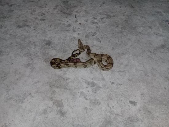 Serpiente ingresa a una vivienda en El Carmen y luego 'desaparece'