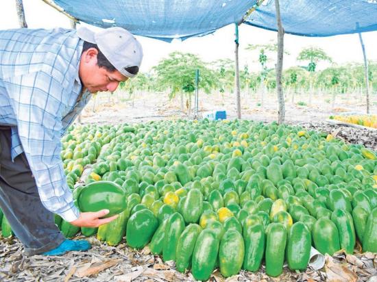 Los cítricos empujan el precio de la papaya