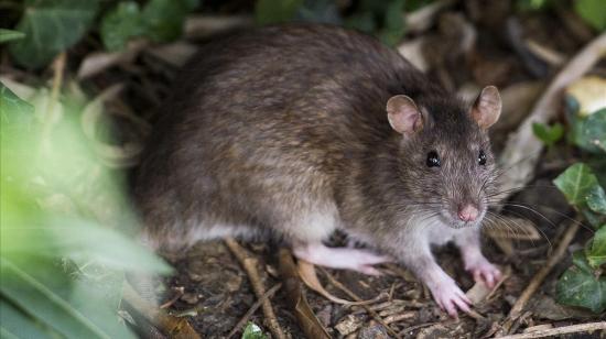 Detectan primer caso de enfermedad de las ratas en un humano