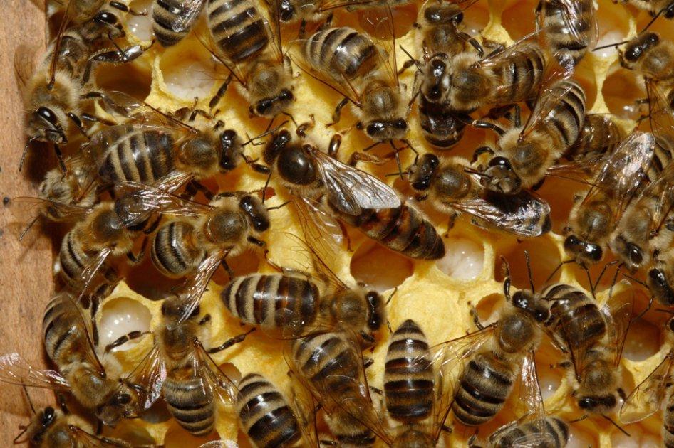 Reducción De Población De Abejas Amenaza La Producción De Alimentos De Consumo Humano El 0482