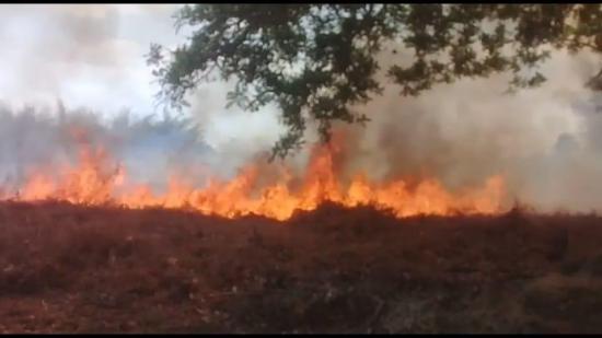 Incendio forestal afecta dos hectáreas de potrero en Paján