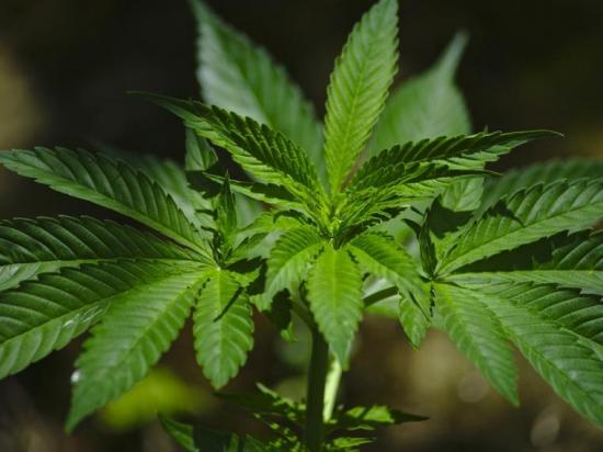 Empresas internacionales destacan potencial del cannabis medicinal en Uruguay