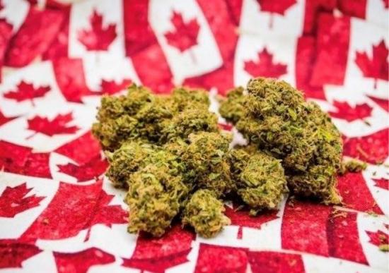 Policía canadiense detiene a conductor bajo la influencia de la marihuana