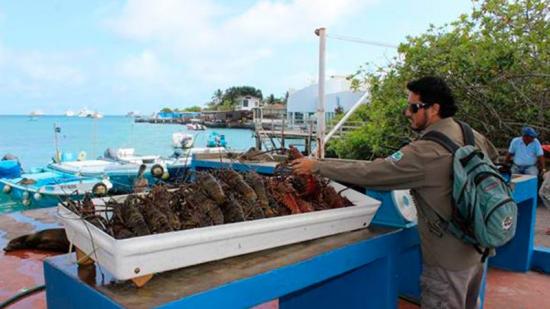 Desplegarán en islas Galápagos campaña para consumo responsable de langostas