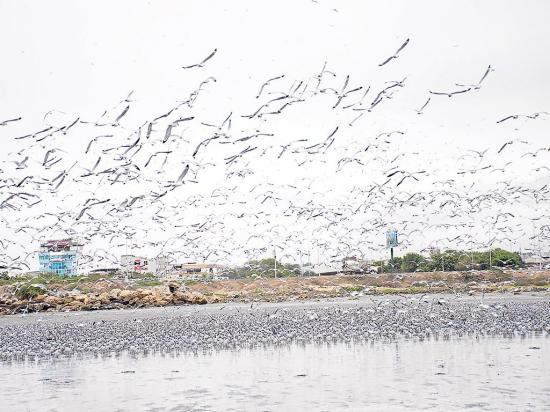 Miles de aves de 24 especies llegan a Tarqui en Manta