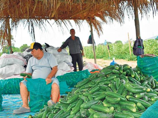 La séptima provincia en extensión agraria recibe más que Manabí