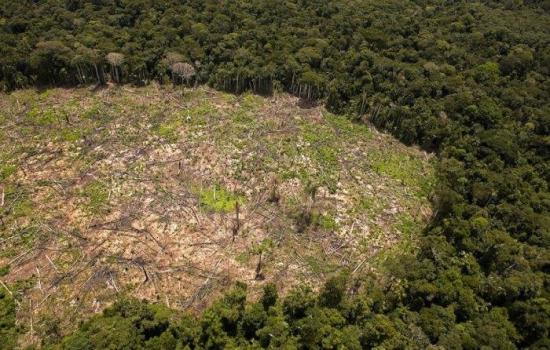La Amazonía peruana perdió 31.500 hectáreas por cultivos de palma aceitera