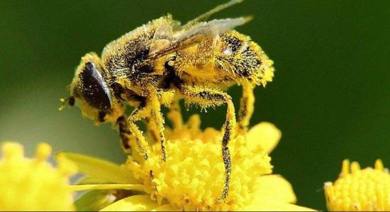La Universidad de Loja desarrolla proyecto para reproducir abejas sin aguijón