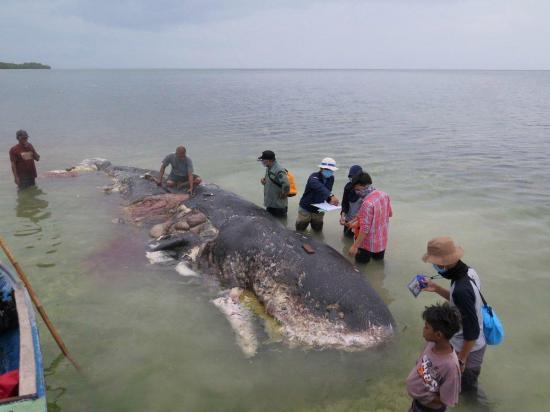 Hallan cachalote muerto con 6 kilos de plástico en el estómago en Indonesia