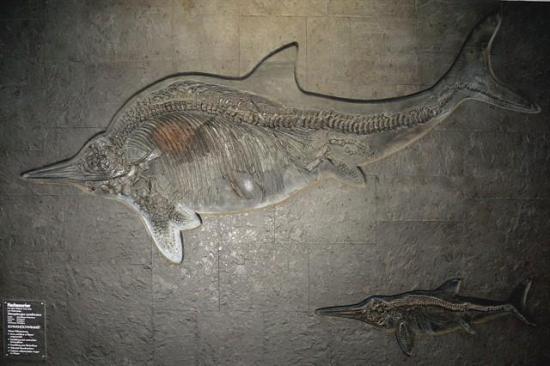 Encuentran restos de piel de un reptil marino de hace 180 millones de años