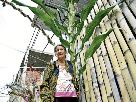 Planta de maíz cosecha ocho mazorcas y causa sorpresa entre vecinos