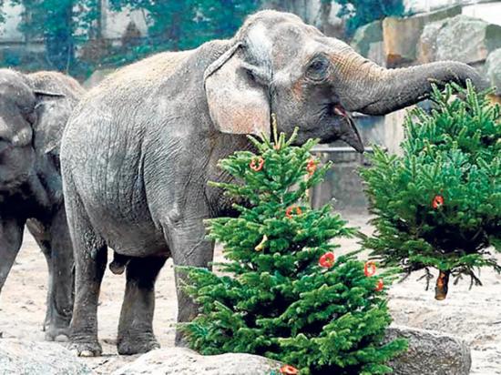 Animales se comen los árboles de navidad no vendidos