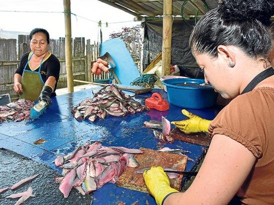 Veda de peces afectaría a 4 mil personas de la parroquia Crucita
