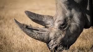 Hong Kong se incauta de 24 cuernos de rinoceronte, un récord histórico