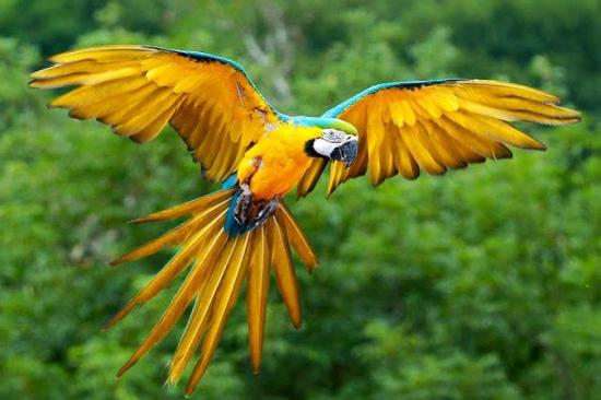 Ecuador tiene 40 especies en riesgo crítico de extinción