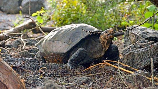 Hallazgo en Galápagos de tortuga gigante que se creía extinta abre esperanzas