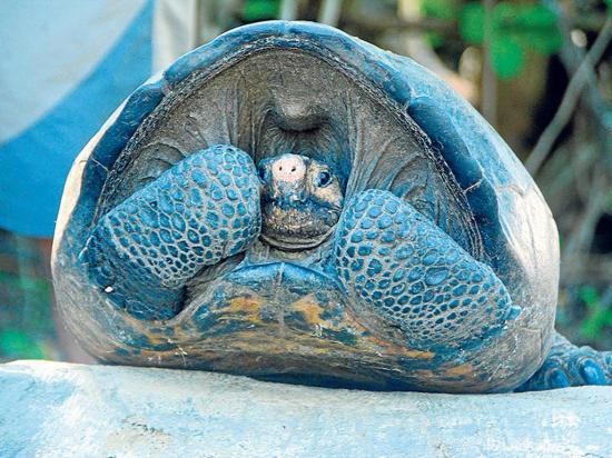 Hallan tortuga que se creía extinta hace  un siglo en Galápagos
