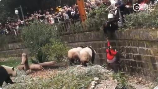 Niña es rescatada a tiempo tras caer en una jaula de osos panda