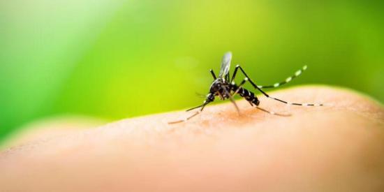 Descubren un freno interno en el virus del dengue