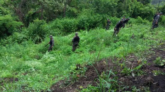 30.000 plantas de marihuana fueron destruidas en el cantón Jipijapa, Manabí