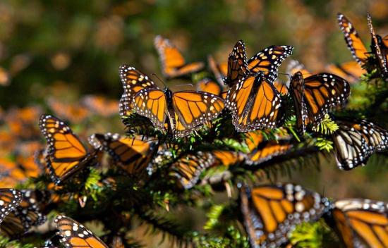 Migración de la mariposa monarca corre riesgo por deforestación, dice experto
