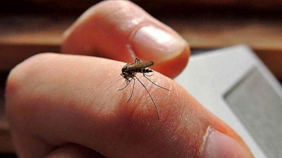 Salud: Unos 1.000 millones de personas podrían padecer dengue por cambio climático