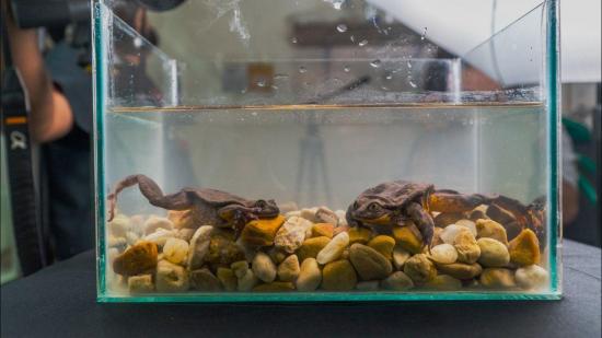 Las ranas 'Romeo' y 'Julieta' viven juntas para extender su especie en Bolivia