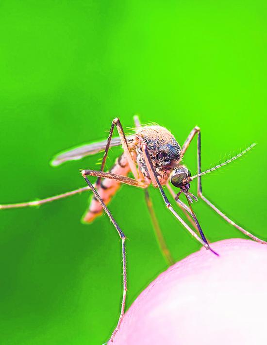 Científicos descubren que música electrónica reduce ataque y apareamiento de mosquitos