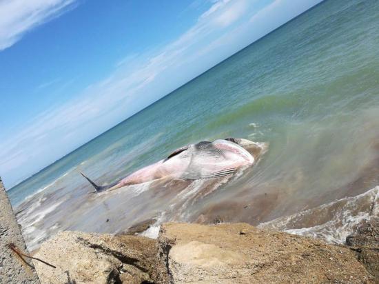 Muere una ballena de aleta varada en una playa de Santa Elena