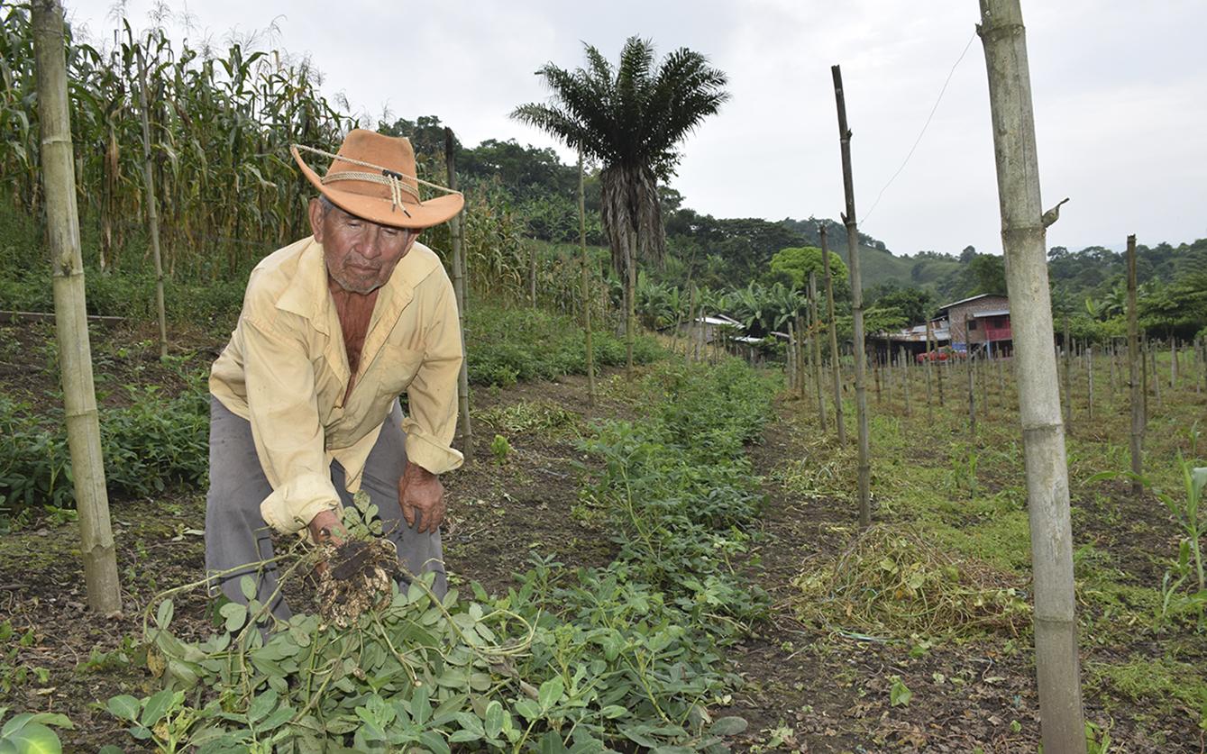 El Clima Favorece Consumo De Mani El Diario Ecuador