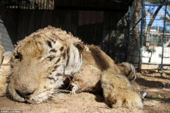 Cierran ''el peor zoológico del mundo'' y rescatan a medio centenar de animales