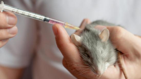 Logran por primera vez en ratones la desaparición del cáncer de páncreas