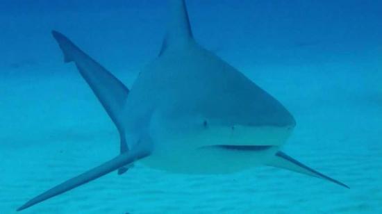 Un tiburón muerde a una niña de 10 años en una playa de Florida