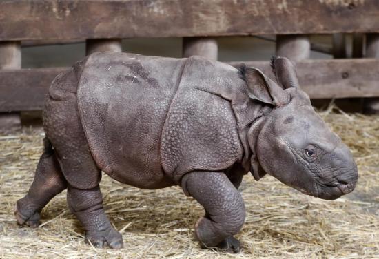 Nace en Miami primer rinoceronte indio por ovulación inducida e inseminación