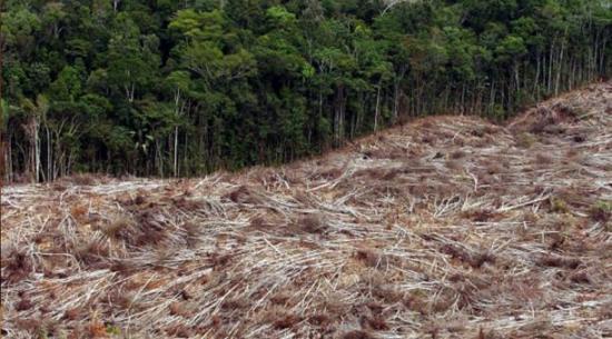 Exministro de Ecuador: deforestación destruye 80.000 hectáreas anuales en Amazonía