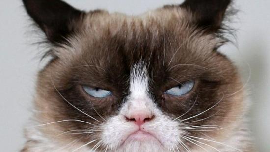 Grumpy Cat, la gata más famosa de intenet murió