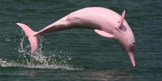 Avistan un delfín rosa con su cría