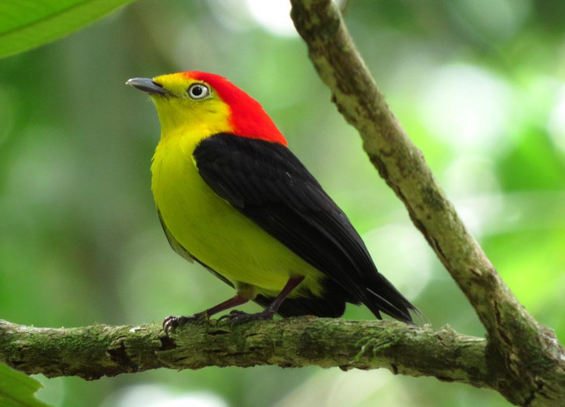 Ecuador Un Paraiso Para Las Aves Mas Diminutas Del Mundo El