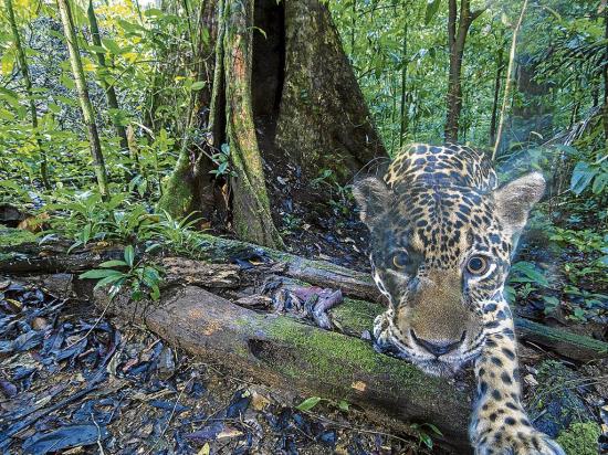 Minas y presas amenazan a  la Amazonía