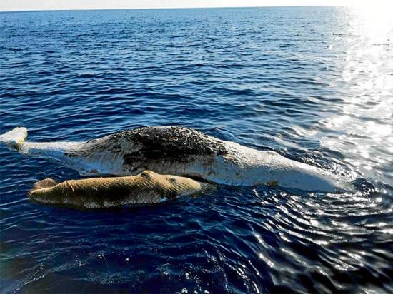 Ballenas mueren  atrapadas  en una red de pesca