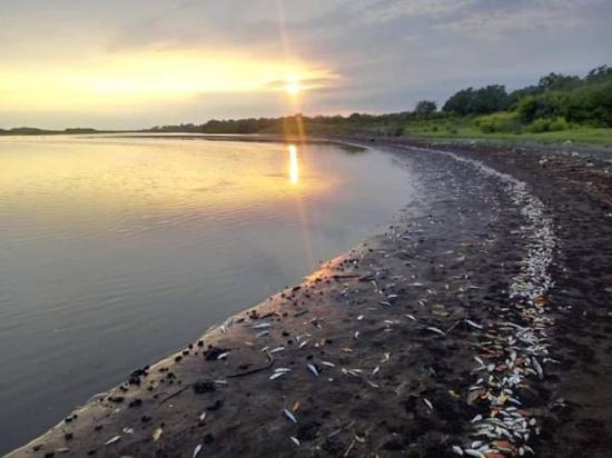 Investigan la muerte de miles de peces en una playa del Pacífico de Guatemala