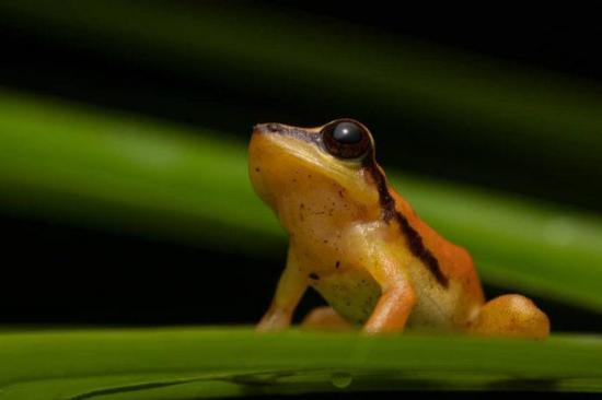 Descubiertos dos nuevos tipos de ranas en la región andina del sur de Ecuador