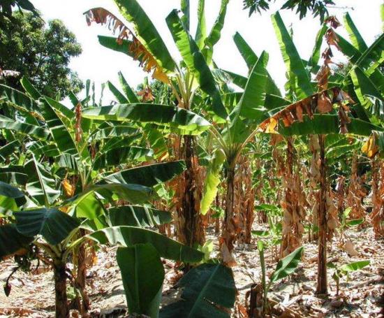 Expertos regionales analizan en Ecuador protocolos contra la plaga del banano