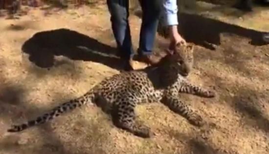 Sacan a un leopardo de un cuarto de lavandería a las afueras de Johannesburgo