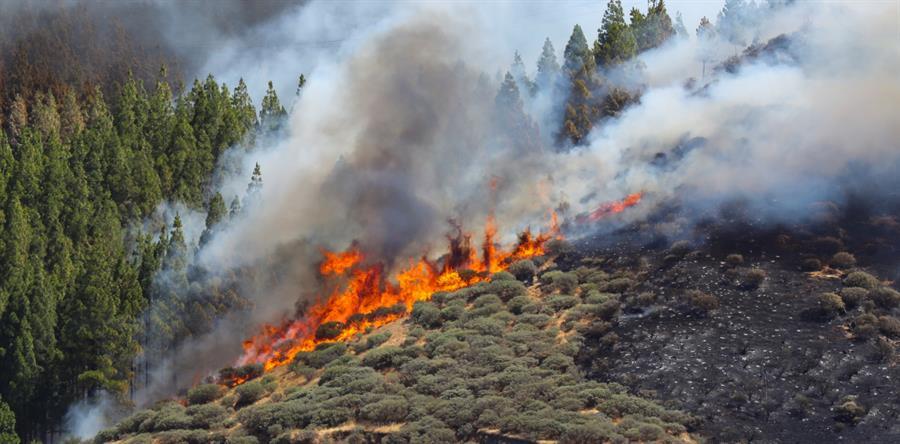 Un incendio forestal quema más de mil hectáreas en isla ...