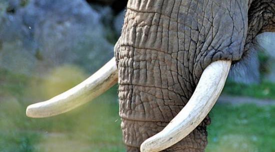 En el Día Mundial del Elefante, Singapur prohíbe el comercio de marfil