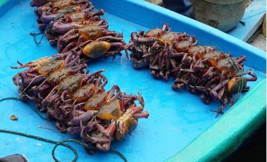 Este jueves inició la veda del cangrejo rojo en Ecuador