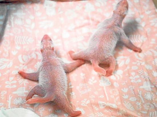 El panda Hao Hao dio a luz a bebés gemelos