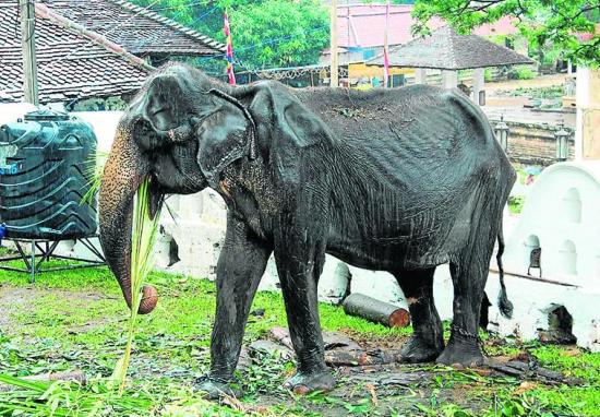 Elefante  desmejorada crea conciencia sobre abusos