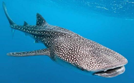 Aparecieron 104 nuevos ejemplares de tiburón ballena en Filipinas este año